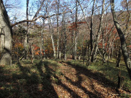 林道手前の山道