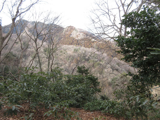 梢が白っぽく光っているが、その奥の杉植林は花粉満載といった色合いになっている