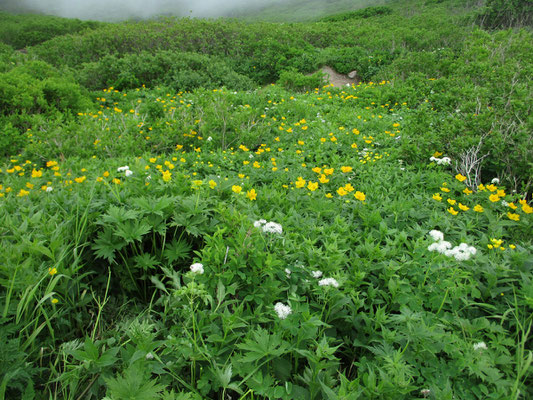 お花畑