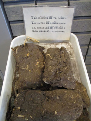 湿原センターに展示されていたミズゴケ泥炭層　乾かしたもので180ｇ　すごく軽かったですが、乾燥させる前は1キログラムもあったそうです　泥炭層がものすごい水分を含んで湿原を潤していることがわかります