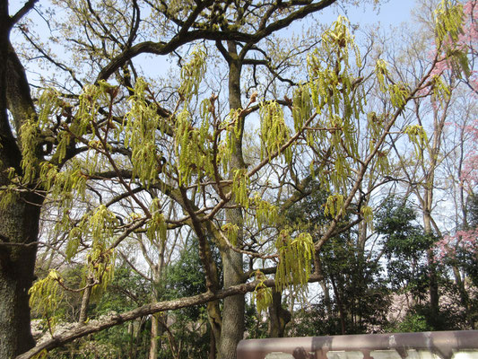 園内の樹木　クヌギの雄花が満開　けれど殆ど気に留められない