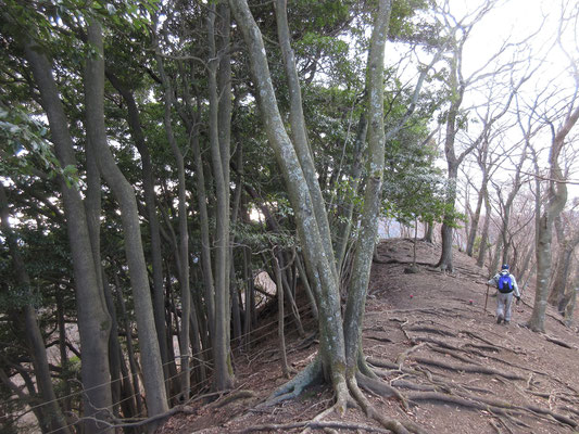 高取山の稜線には不思議なことだが常緑樹のタブの林がある　