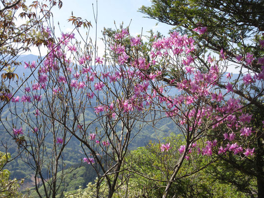 ミツバツツジと背景の山の青色がきれい