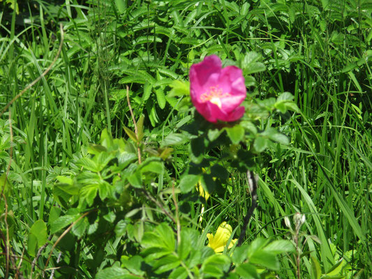 ハマナスの花　たった一枚だけのショットは超ピンぼけでした…すみません