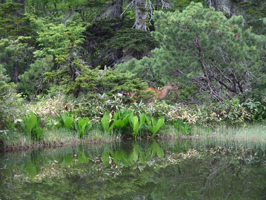 土俵沼で植物を観察していたら、ふと現れたエゾジカ