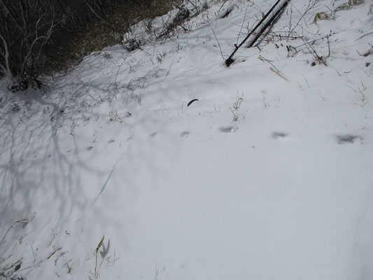 一直線の足跡　キツネが雪が降り始めてから歩いたようだ　