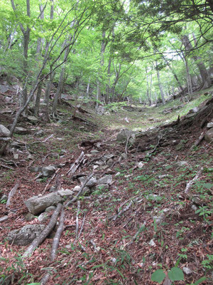 下山は急な斜面をジグザグに下っていく　見上げると首が痛くなるような急傾斜の谷　ツツジの仲間はこんな切り立った岩っぽい場所が好み