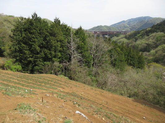 ここまで登ってきて、手作業で耕し畑の世話をしているのだろう　登山道も掃き清められたようにきれいにされていた　登山者はここのお宅を通らせてもらっているわけだ