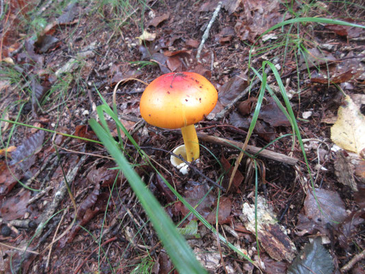 おいしいタマゴダケちゃん