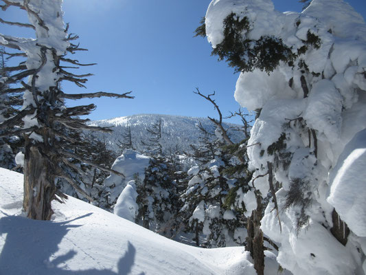 樹間から目指す西吾妻山方面が見えた