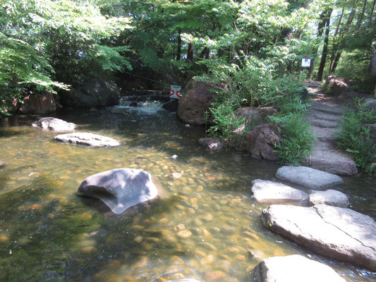 どこかで管理されているのか、かなりな水量が溢れ流れている　園内全体に水路や池が出来ていて、ここからの水が流れている