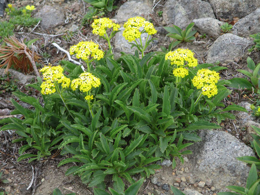 タカネオミナエシ　別名「千島金鈴花」で北海道のみに産する（『大雪の高山植物』北海道新聞社より）