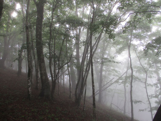 幻想的な霧の樹林