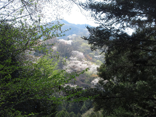 下山しながら見上げると山桜が輝く