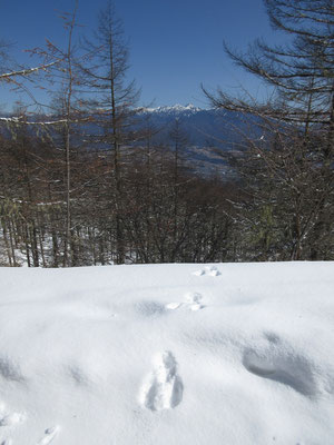 ウサギの足跡と八ヶ岳