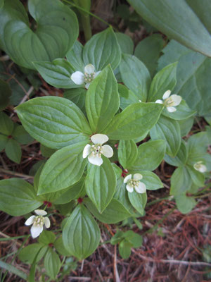 往路の時よりも大きく見えるゴゼンタチバナの花