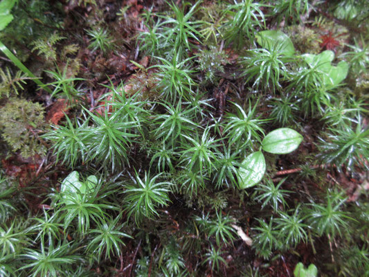 苔も元気