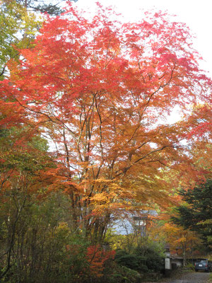 甲斐大泉の紅黄葉3