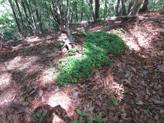 緑の島のよう これはタヌキなど動物の糞後の植生とのこと こうして自然は巡る…