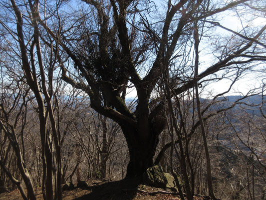 はい、お疲れさま　この華厳山に続く稜線の大きな桜の古木の所に飛び出す