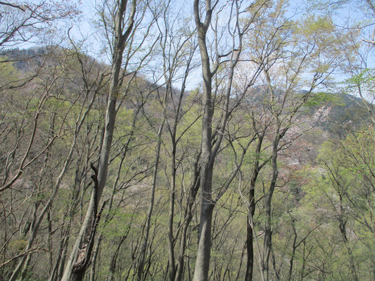 下山しながら、植林帯に入るまでのそろそろ見納めか…という春の光景　立ち止まっては見惚れる