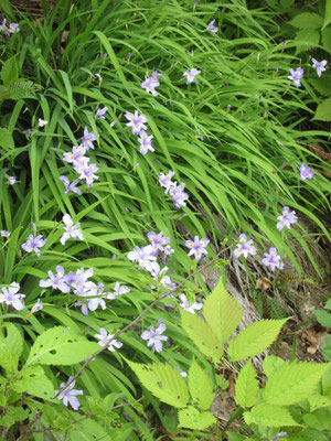 急登もヒメシャガの花に励まされる