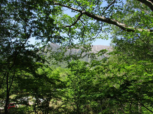 梢越しに見えるのは温泉岳のようです