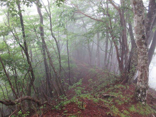 幽玄な雰囲気　濃いガスのなかで気温もちょうどよく、登りでは汗をかくが、あとはとても歩きやすく助かる