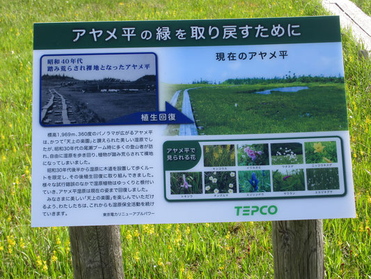 かつての荒廃したアヤメ平と植生回復の過程を示した説明板　こうした物にもTEPCOと記すところが、商魂の逞しさ？を感じる↓　実際の作業には多くの山関係者やボランティアが関わっている