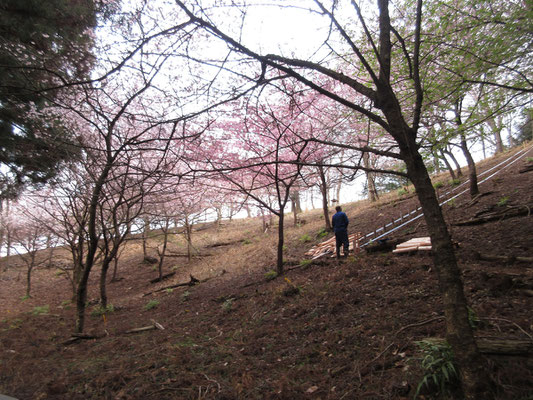 最後は別所温泉の奥、七福神の道に行ってみると、思いがけない桜との出会い！　清川村の人が新しい径路作りで仕事中