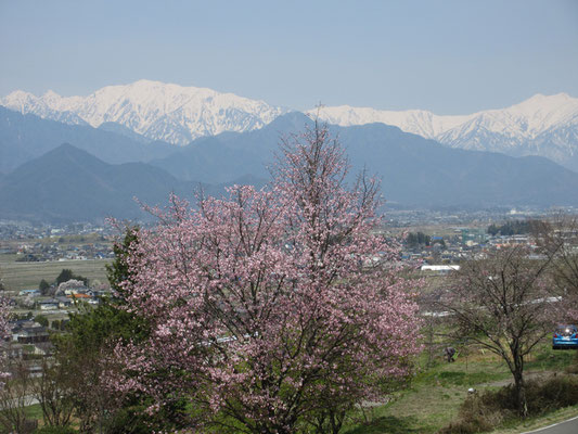 蓮華岳と爺ヶ岳に桜