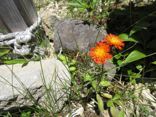 見たことのない鮮やかな色の花　後でIさんが調べてくれたところによると、ヨーロッパ原産の帰化植物　コウリンタンポポとのこと