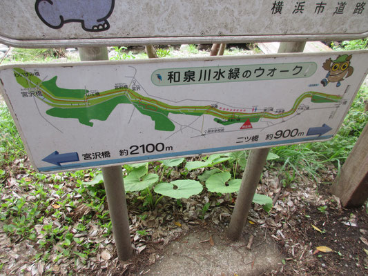 こんな散策路です