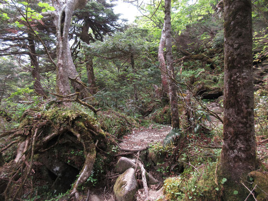 針葉樹と混ざった森
