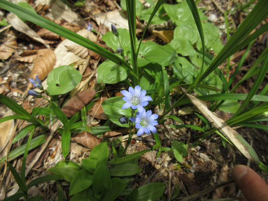 足元に茎を長く伸ばして、たくさん青く咲いていた　おそらくタテヤマリンドウ