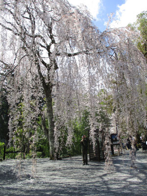 本殿前の枝垂れ桜の中に入って撮影