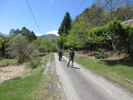 こんな道を歩いていく　ここは増冨に抜ける道でもあるし偶に車も通る　もちろん樫山集落への電気も通じている