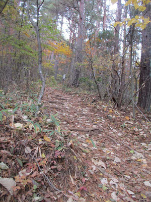 落ち葉の敷き詰められた急登の登山道