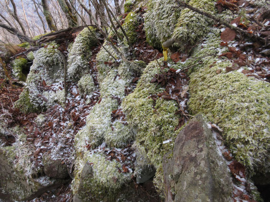 凍った苔と落ち葉に霧氷のかけらが落ちている