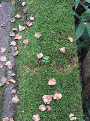 その苔から小さな芽生え