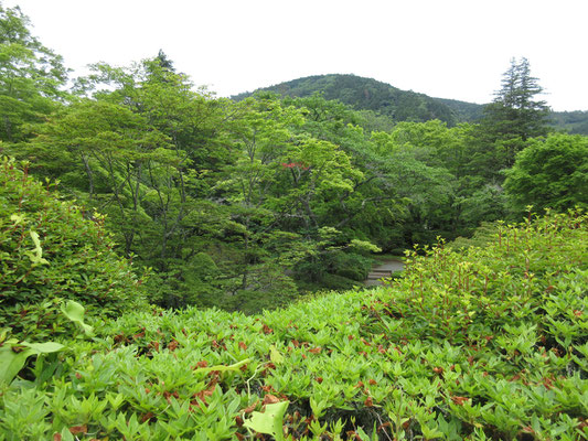 階段を上がると緑一色　箱根の庭は借景も箱根の山並みでそこがいい