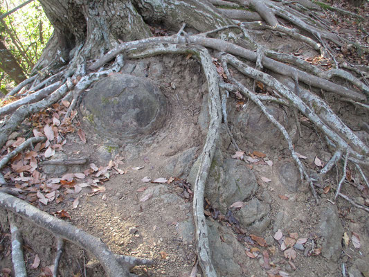 木の根が玉ねぎ石を巻き込んでいる