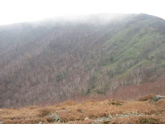 そんな事を面白がっていれば、目指す南月山方面はすっかりと雲が下りてしまい、すでにもう行く気が失せている…