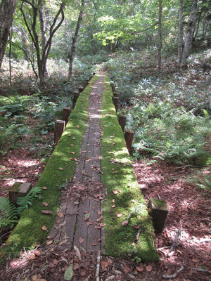 苔むした橋