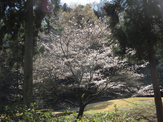 ゴルフ場のなかの市道を辿っていくと、桜が見頃