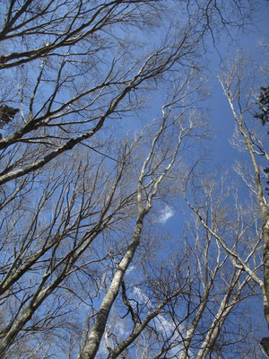 ブナの梢と青空はよく似合う