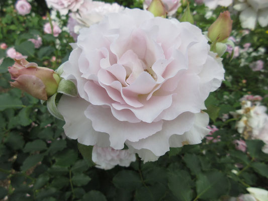 花びらの形が違って面白い