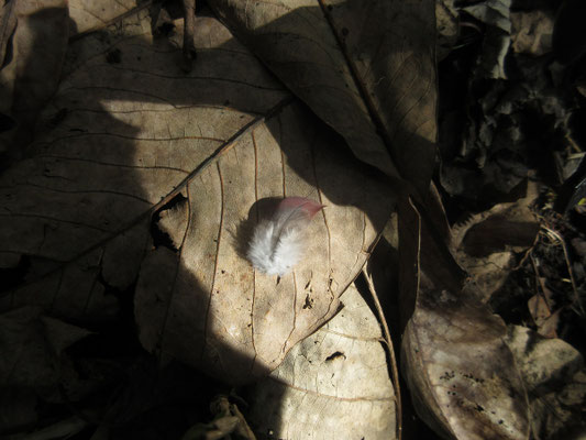羽根の先がきれいな赤茶色の羽毛 見る人が見れば何鳥か分かるのだろう