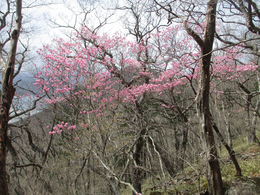 ちょうど満開