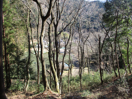 下山場所にも茶畑　そこをめがけて一気に下る